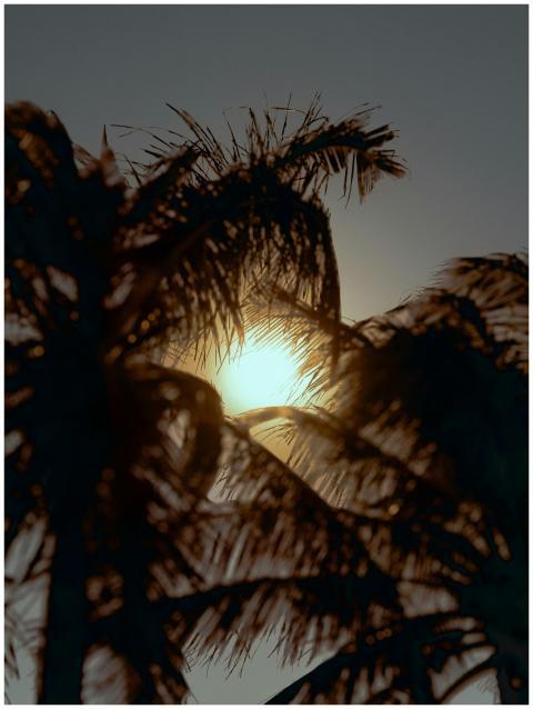 Silhouetted palm trees against a vibrant sunset in