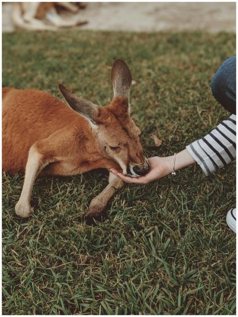 A kangaroo being gently fed by a person in Fig Tre