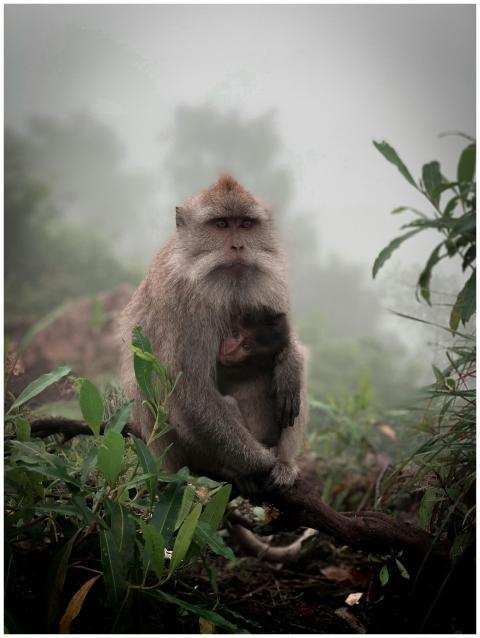 A macaque monkey and baby in a misty Balinese jung