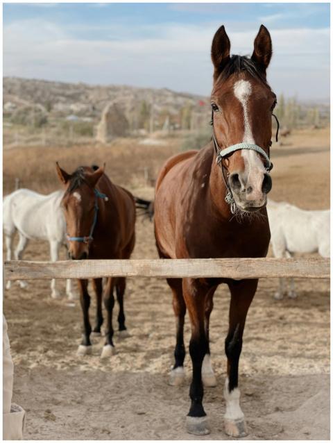 Beautiful horses standing in a rural paddock in Tü