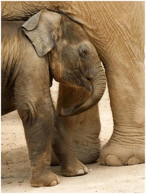A heartwarming portrait of a baby elephant standin