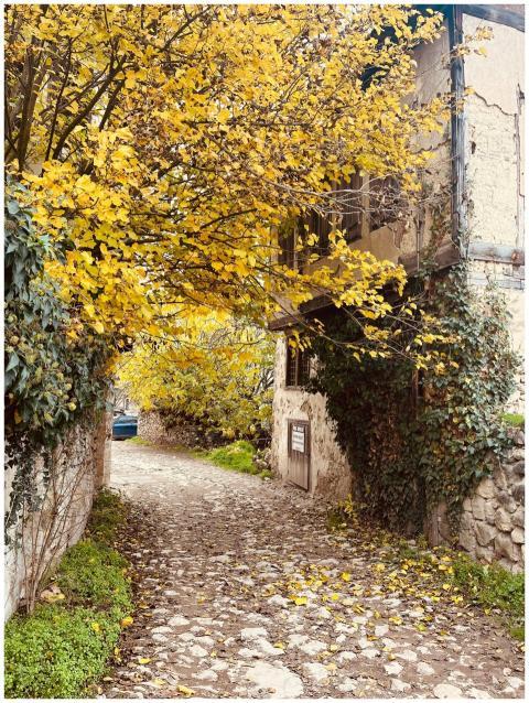 Idyllic cobblestone path lined with yellow autumn