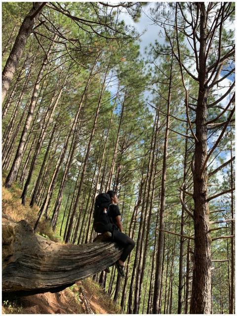 A lone hiker gazes at the majestic forest while si