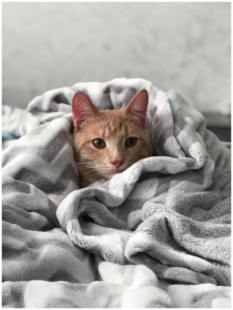 A cute tabby cat snuggled in a plush blanket, exud