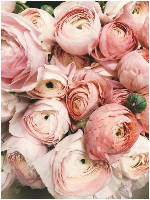 Close-up of a romantic bouquet of pink ranunculus