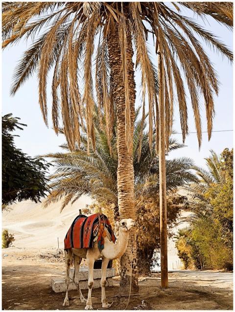 Camel with ornamental blanket rests under palm tre