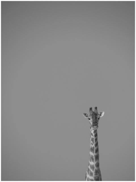 Minimalist black and white image capturing a giraf