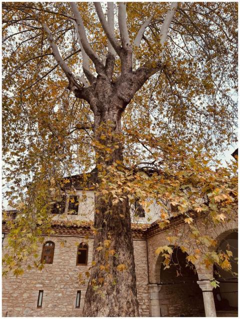 Towering tree with autumn leaves in an old stone c