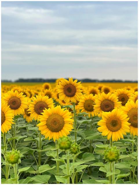 A stunning view of a sunflower field in Ukraine, s