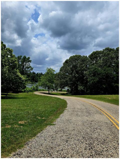 Curved Road Lush Trees