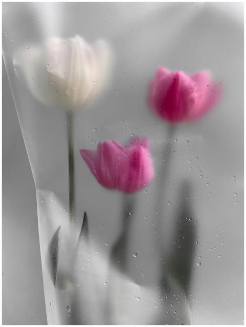 Beautiful tulips viewed through a translucent surf