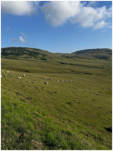 A tranquil scene of sheep grazing on a grassy hill