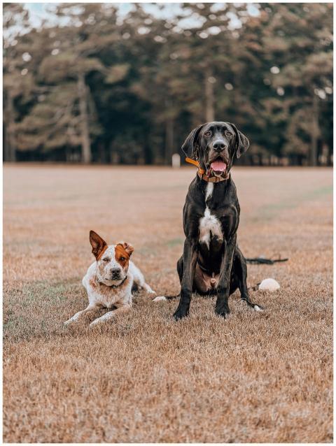 Two dogs, a Great Dane and a Cattle Dog, playing o