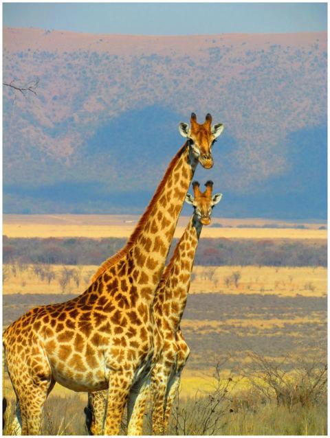 Two giraffes stand majestically against the vast A