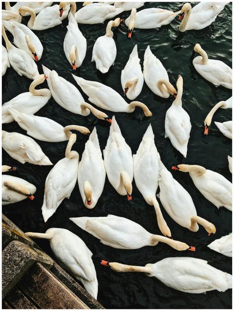 A serene top-down view of a flock of swans gracefu