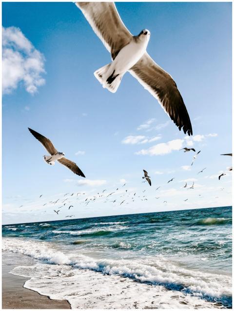 Seagulls flying over a sunny beach with waves cras