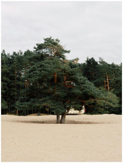 Solitary pine tree in a sandy outdoor setting surr