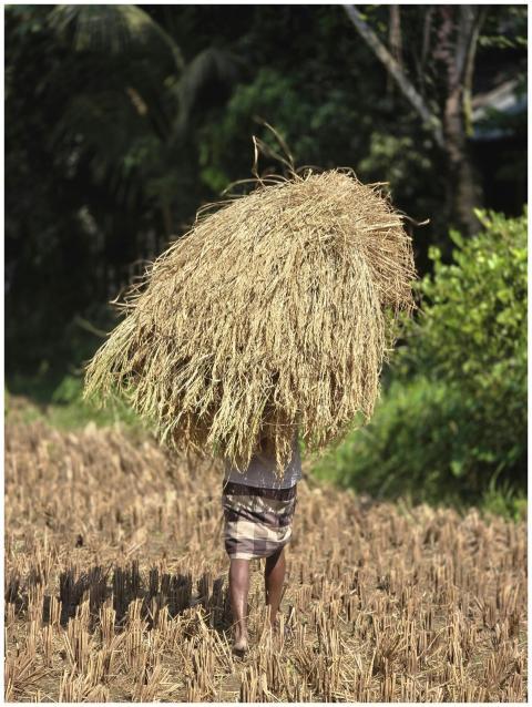 Farmer Carrying Hay Lush
