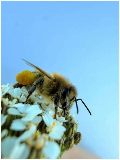 Macro shot of honeybee collecting pollen on white