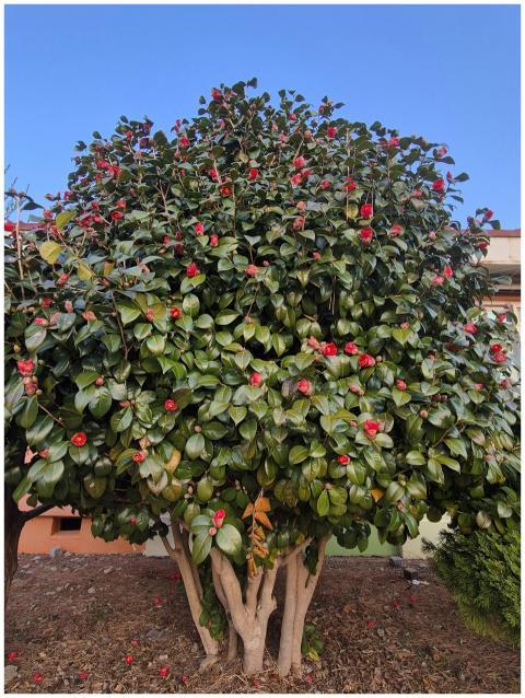 Vibrant Camellia tree with red blooms outdoors und