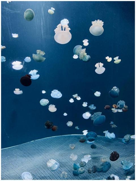 A serene display of jellyfish swimming gracefully