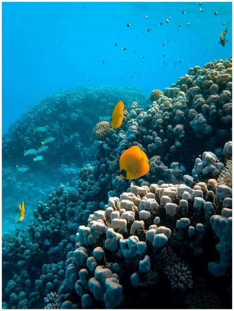 Explore a lively coral reef teeming with vibrantly