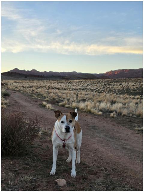 Dog Enjoying Sunset Desert