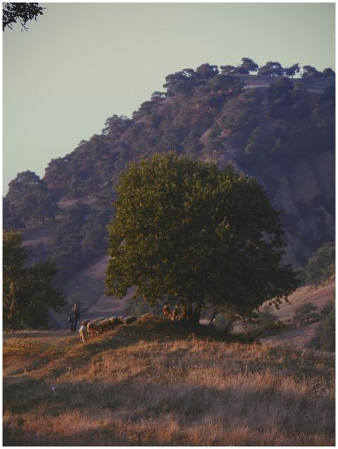 A serene scene of a shepherd and flock near a tree