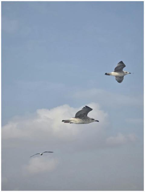 Three seagulls gracefully soar through clear blue