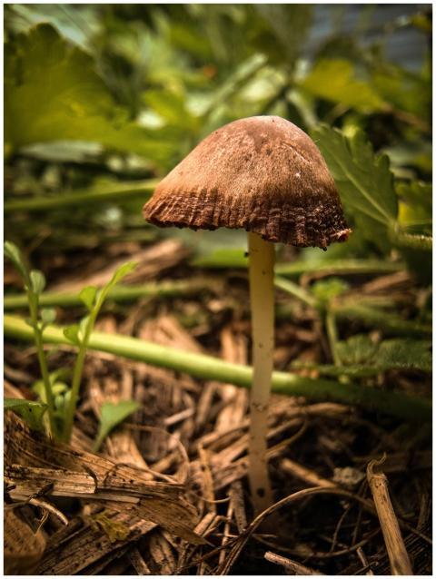 Detailed photo of a mushroom growing in a forest,