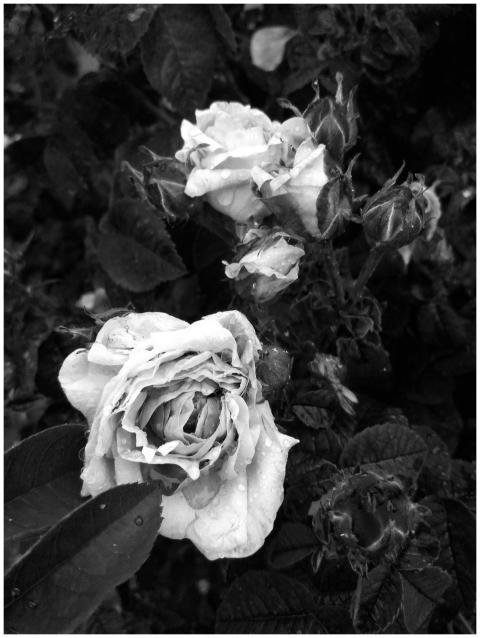 A close-up of blooming roses in black and white, h