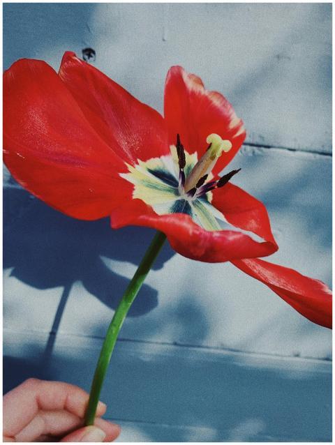 Beautiful close-up of a vibrant red tulip captured
