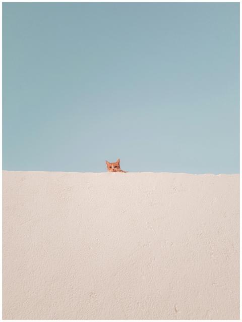 A curious tabby cat peeks over a clean minimalist