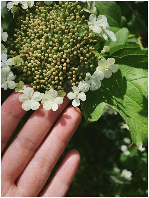 A hand gently touches white flowers in a lush gree