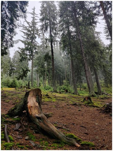 Captivating forest landscape with tall trees and m