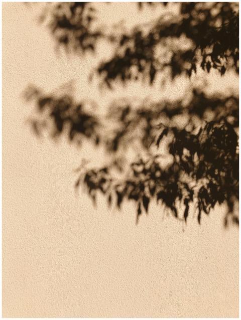 Artistic play of tree branch shadows creating a te