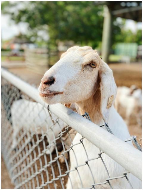 A white goat curiously looks over a fence on a sun