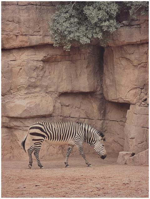 zebra