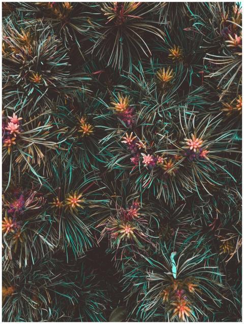 A close-up of colorful pine cones and evergreen fo