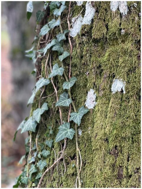 Detailed shot of moss and ivy climbing a tree in İ