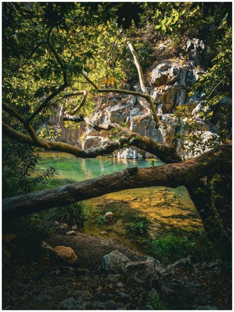 Serene forest scene with rocky stream and sunlight