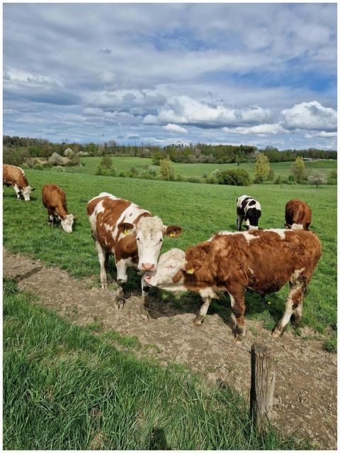 Cows Grazing Lush Green