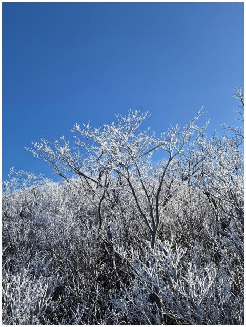 Beautiful frost-covered trees against a vivid blue
