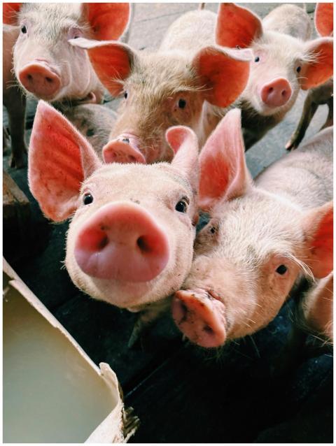 Group of piglets curiously approaching the camera,