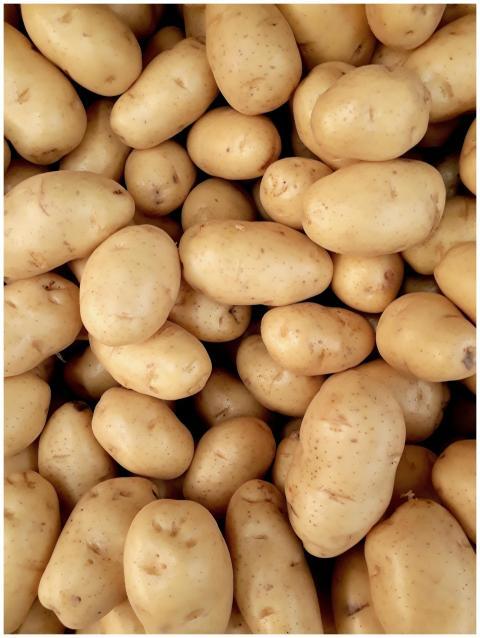 A close-up view of fresh organic potatoes piled to