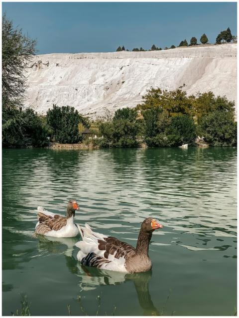 Serene scene with geese swimming in Pamukkale, Tur