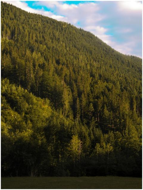 A scenic view of a verdant hillside covered in den