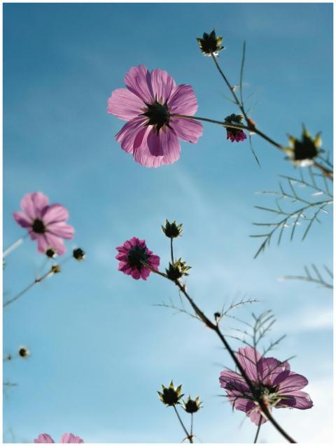 Beautiful cosmos flowers reaching towards a clear