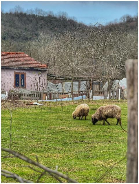 Peaceful countryside with sheep grazing near rusti