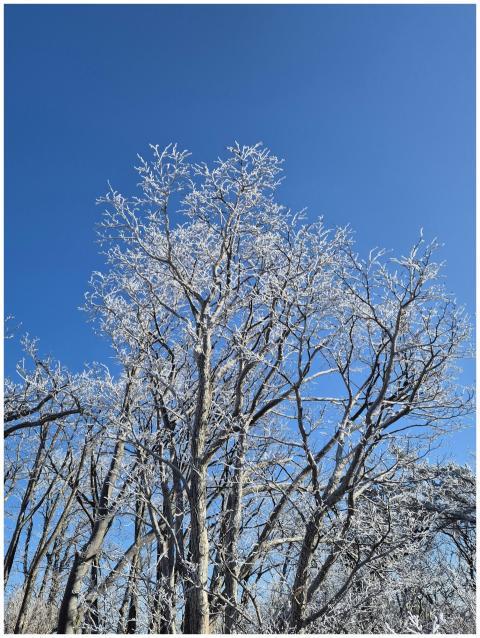 Snow Covered Trees Against